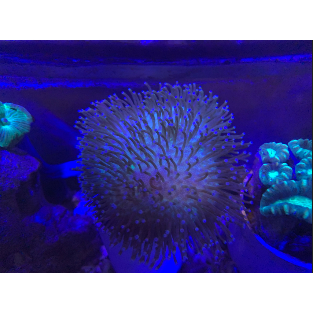 Koral Payungan / Coral Toadstool