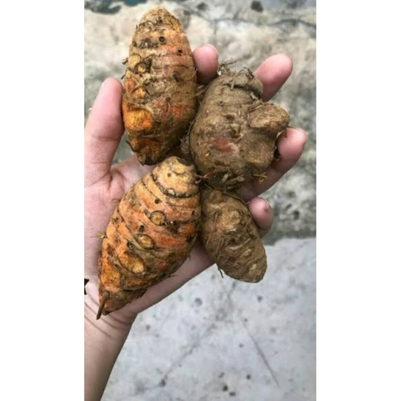 

Empu biang kunyit 1kg murah