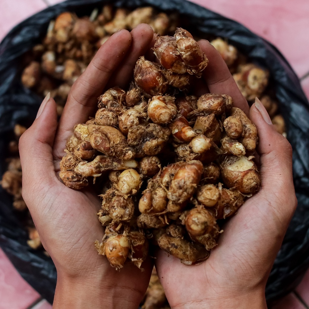 

KENCUR SEGAR ORGANIK SEGAR - Langsung dari Kebun, Untuk Jamu Beras Kencur, Seblak – 1Kg