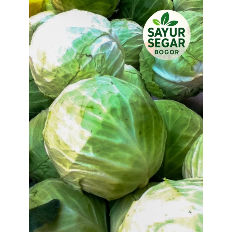 

Kol / Kubis per buah ( 1 kg - 1,5 kg )
