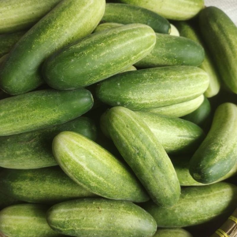 

Timun Baby 1/2 kg Segar Ammaryllis Sayur