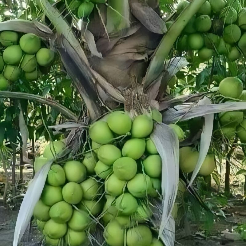 

bibit Kelapa hibrida kelapa hijau super genjah