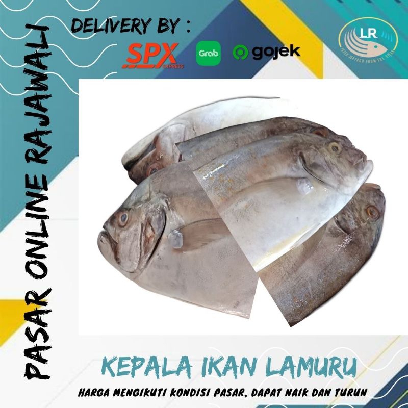 

Kepala. ikan lamuru