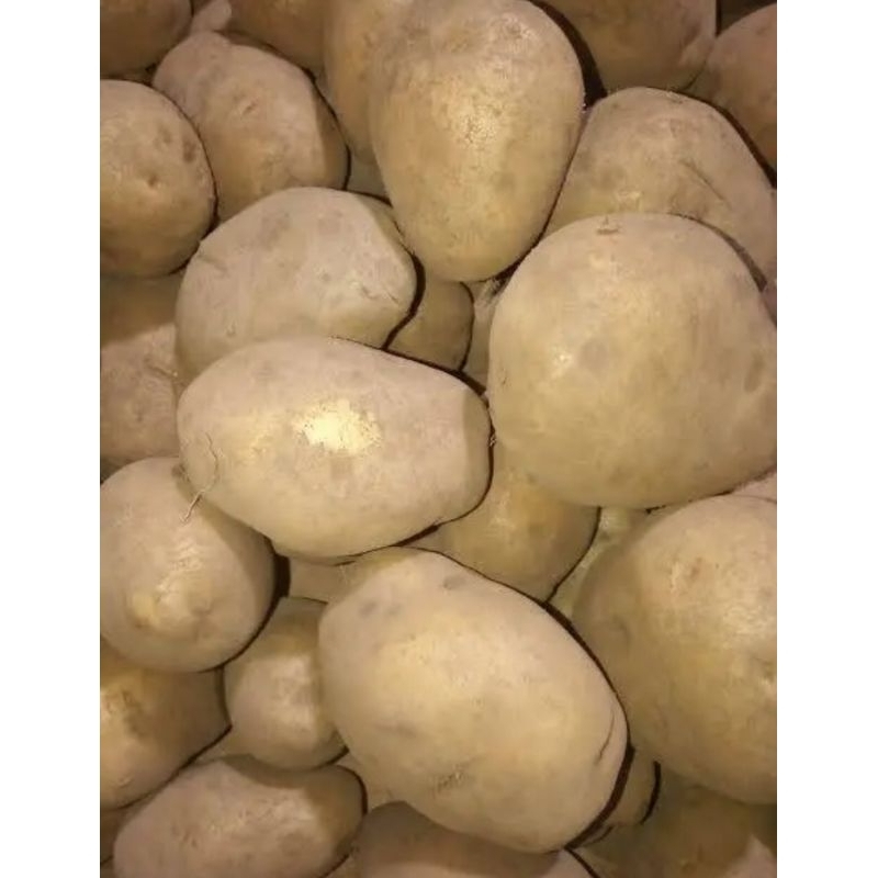 

Kentang PL segar asli dari wonosobo dieng kirim instant 250gr