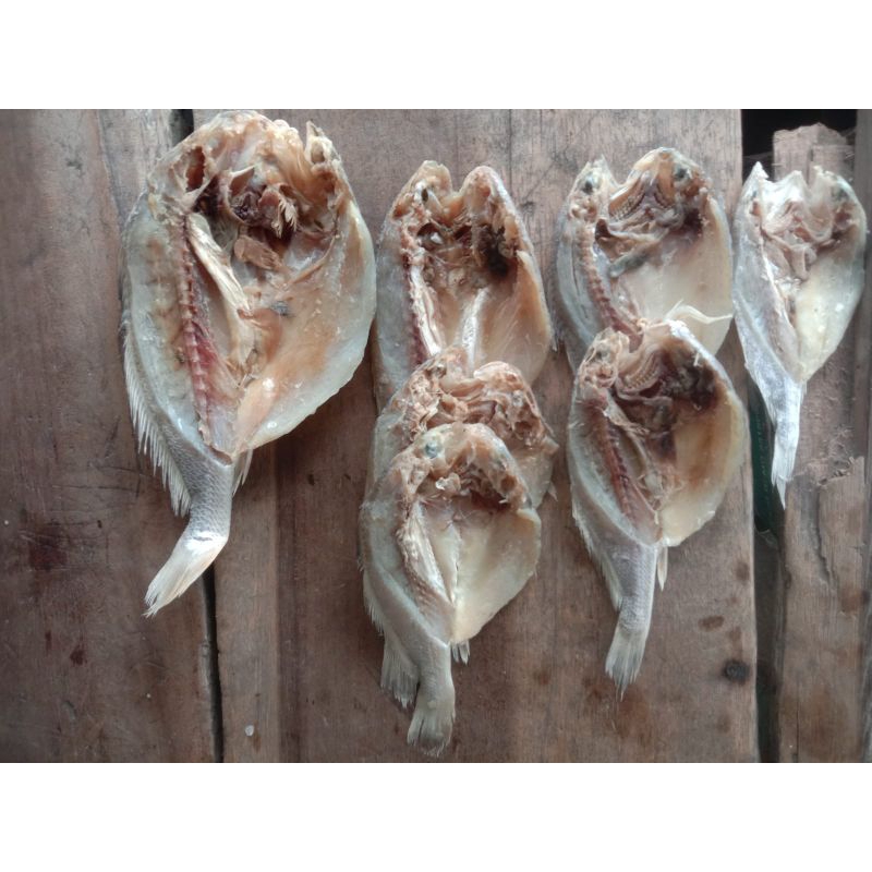 

Ikan Kepala Batu / Gulama / Glomo