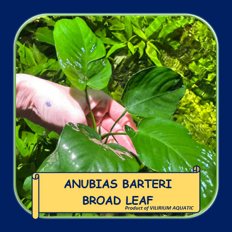 TANAMAN AQUASCAPE - ANUBIAS BARTERI BROAD LEAF / ANUBIAS BARTERI BROADLEAF (LOW CO2)