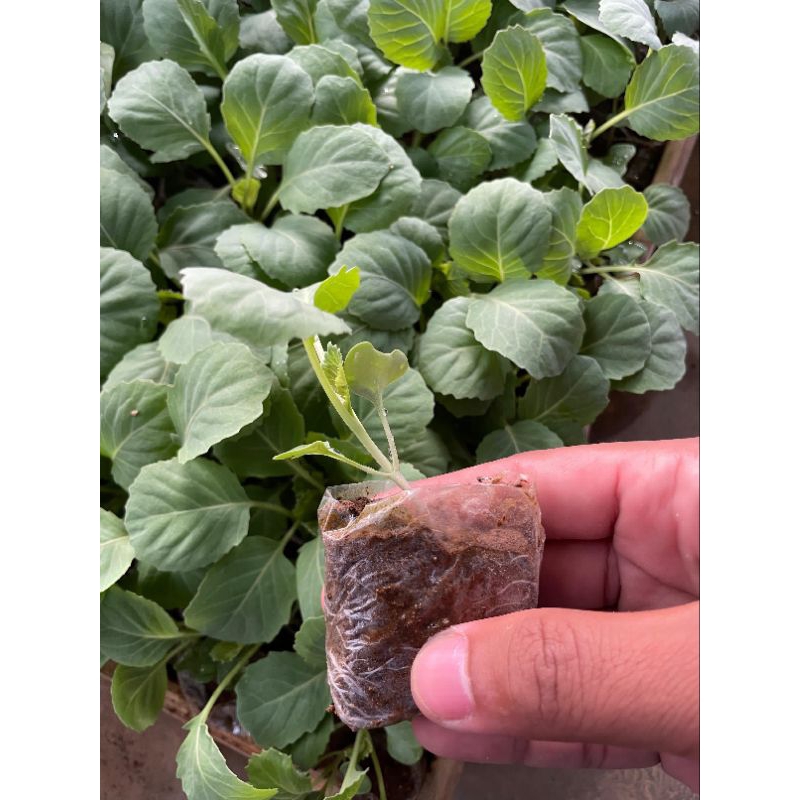 

bibit kobis/kol berkwualitas