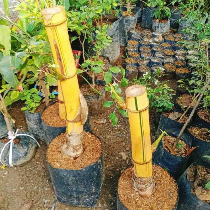 Bambu Kuning Bonggol Besar