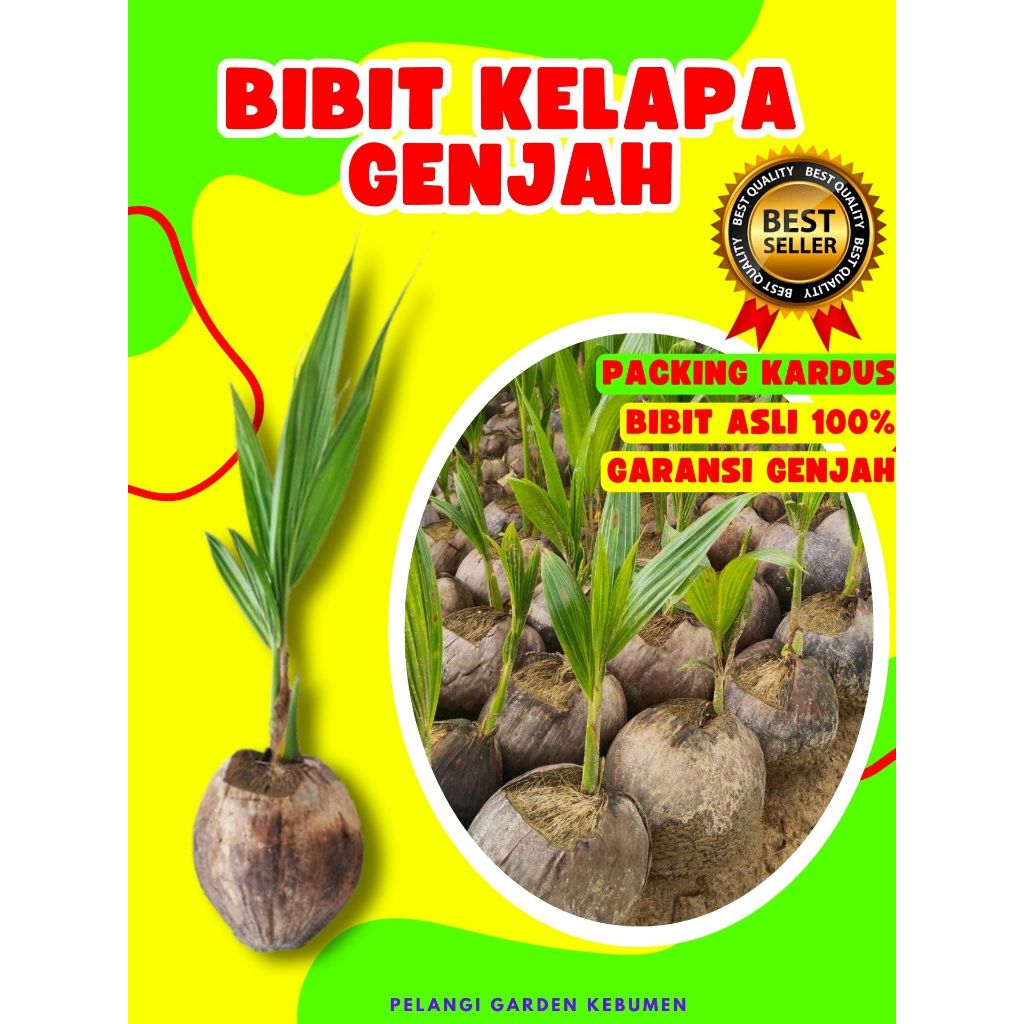 CEPAT BUAH..  Bibit Kelapa Buah Besar, Bibit Kelapa Buah, Bibit Kelapa Berbuah Pendek