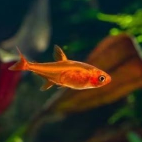 AMANDAE EMBER TETRA