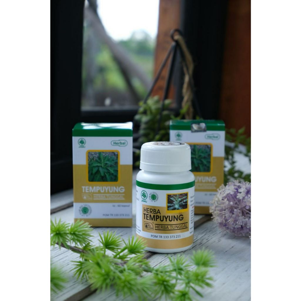 HIU Tempuyung Obat Herbal Saluran Kencing Menghancurkan Batu Ginjal Batu Empedu Original