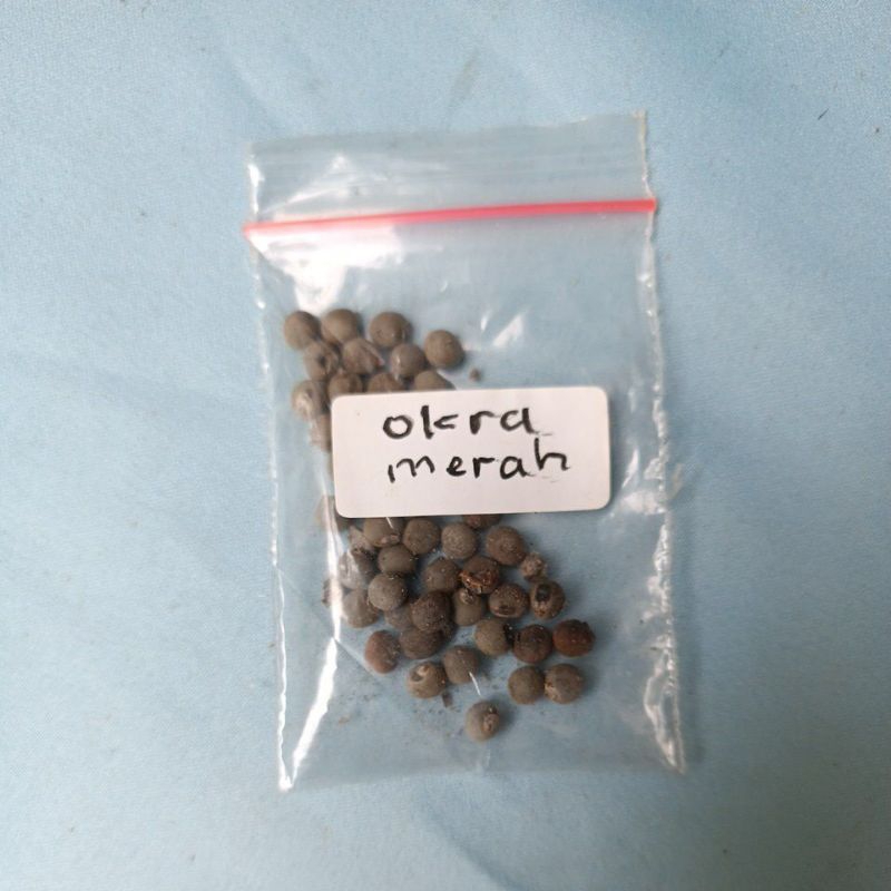 Bibit/biji Okra Merah