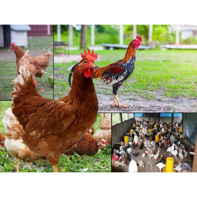

TELUR FERTIL AYAM JOPER PLATINUM UNTUK DI TETASKAN
