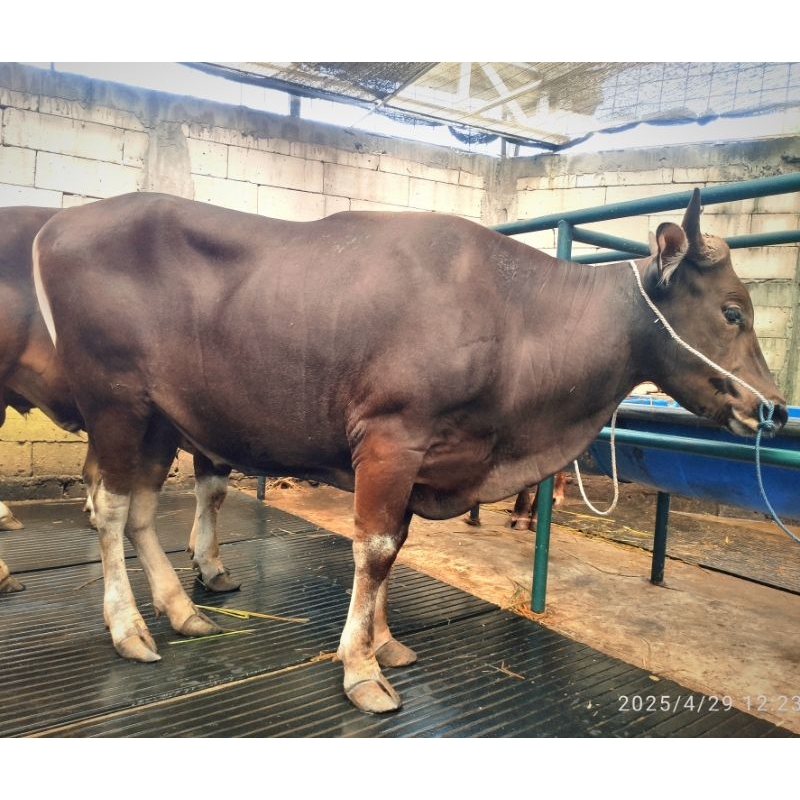 

Sapi Qurban Bali Spek Menengah Bobot -/+ 350kg - Sesuai Foto