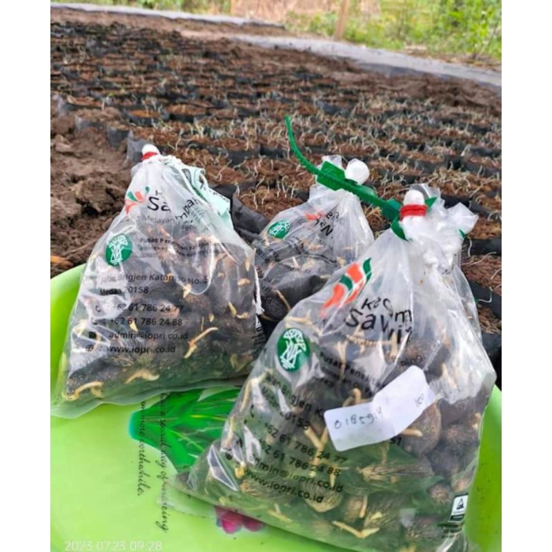 Benih kecambah sawit PPKS Simalungun