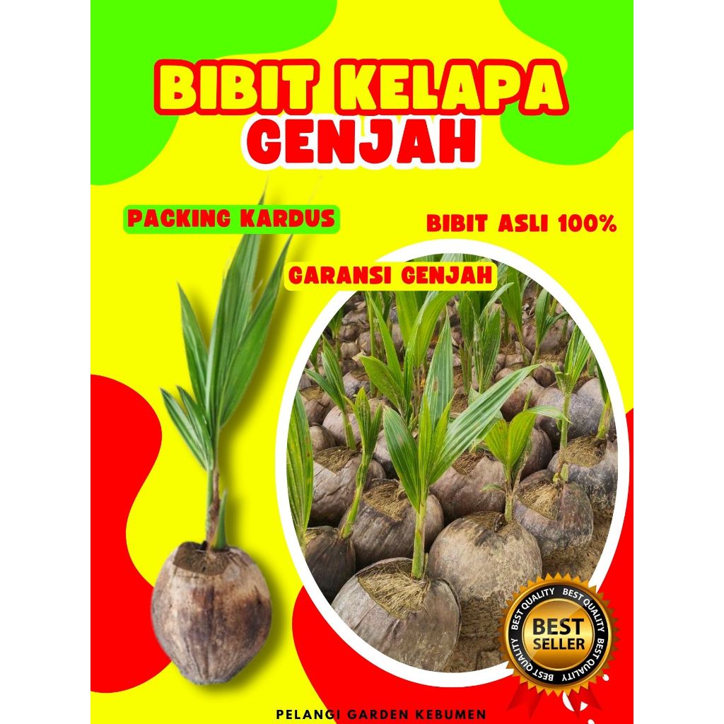 CEPAT BUAH..  Bibit Kelapa Genjah Entok Super Besar, Bibit Kelapa Halus, Bibit Kelapa Hijau Hibrida 