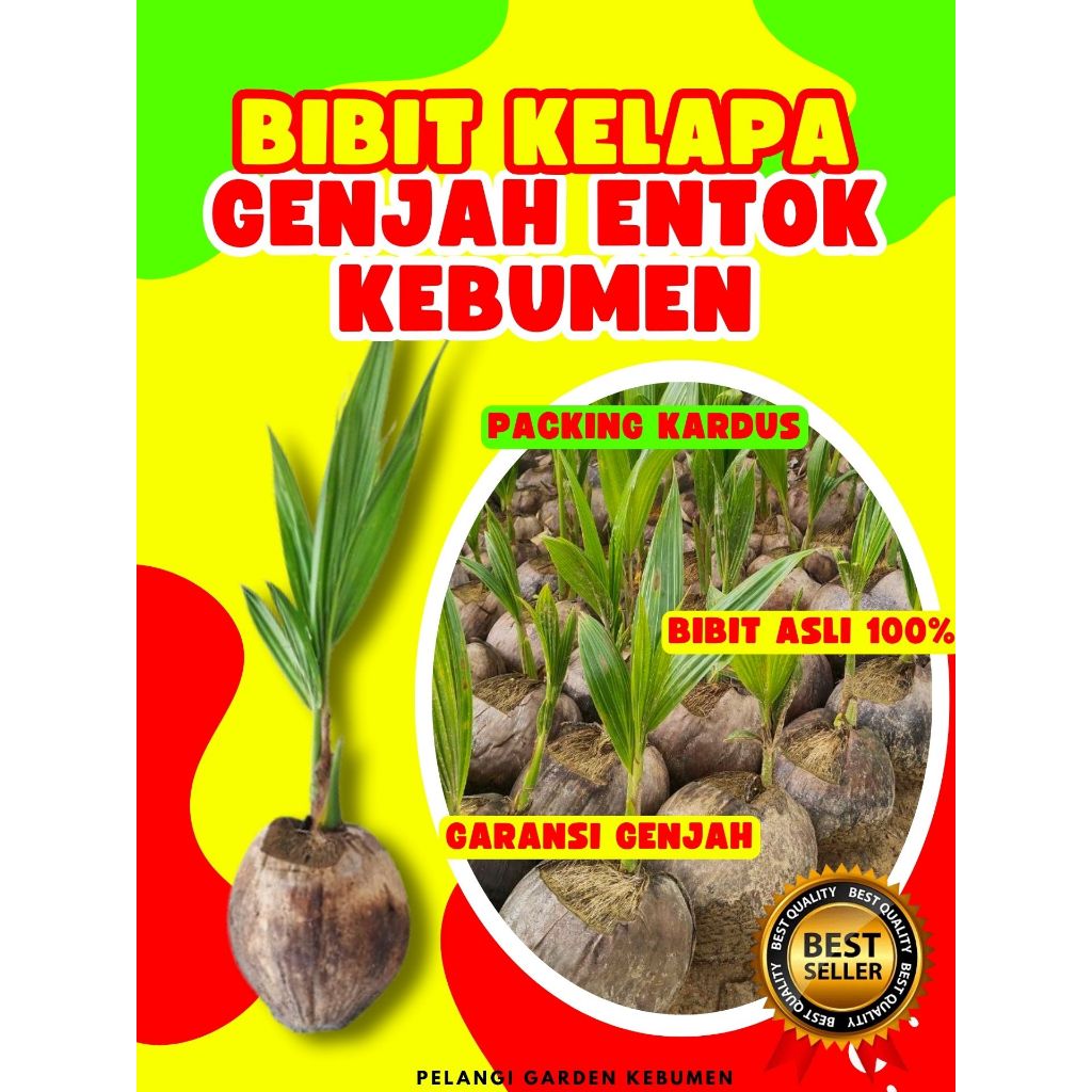 TERLARIS.. Bibit Kelapa Hijau Asli, Bibit Kelapa Hijau Hibrida, Bibit Kelapa Ijo Asli