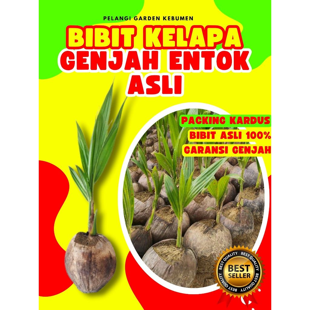 CEPAT BUAH..  Bibit Kelapa Ijo Pendek, Bibit Kelapa Ijo Genjah, Bibit Kelapa Jumbo