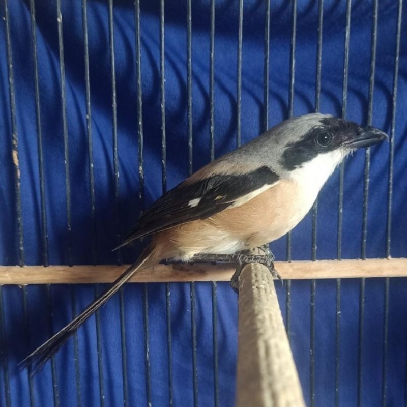 Pentet Jantan Jatim Mulus