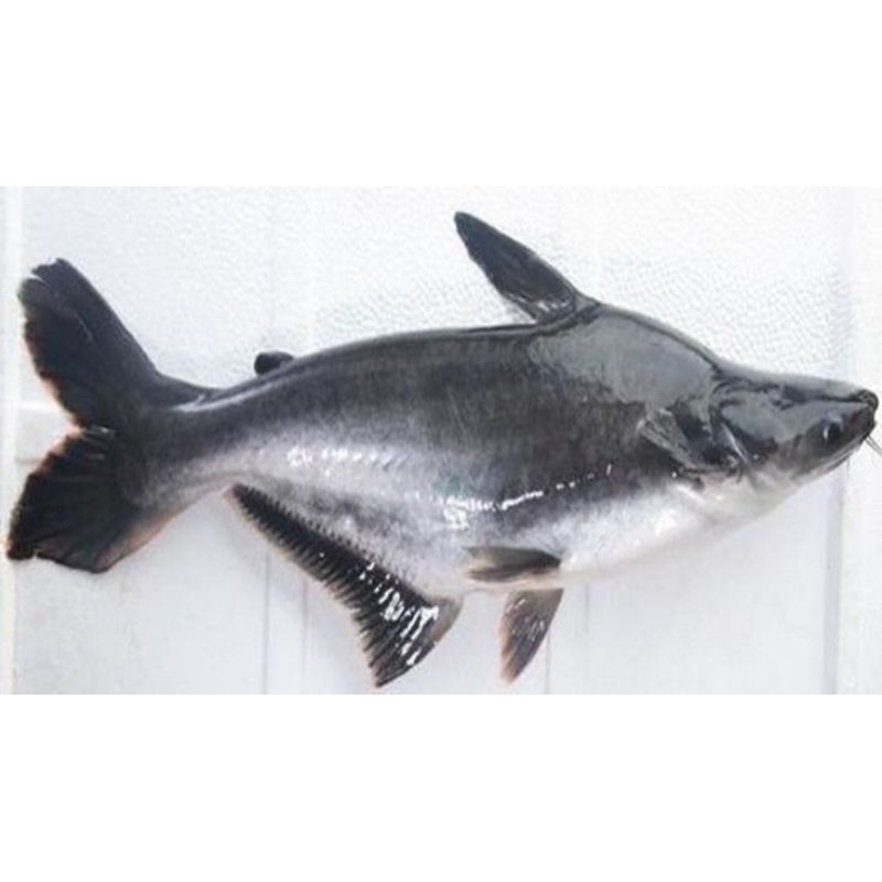 

Ikan Patin 500 gr Segar Abang Sayur Lampung