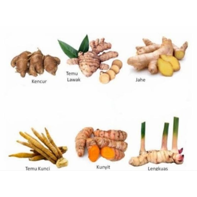 

Empon Empon Lengkap Komplit