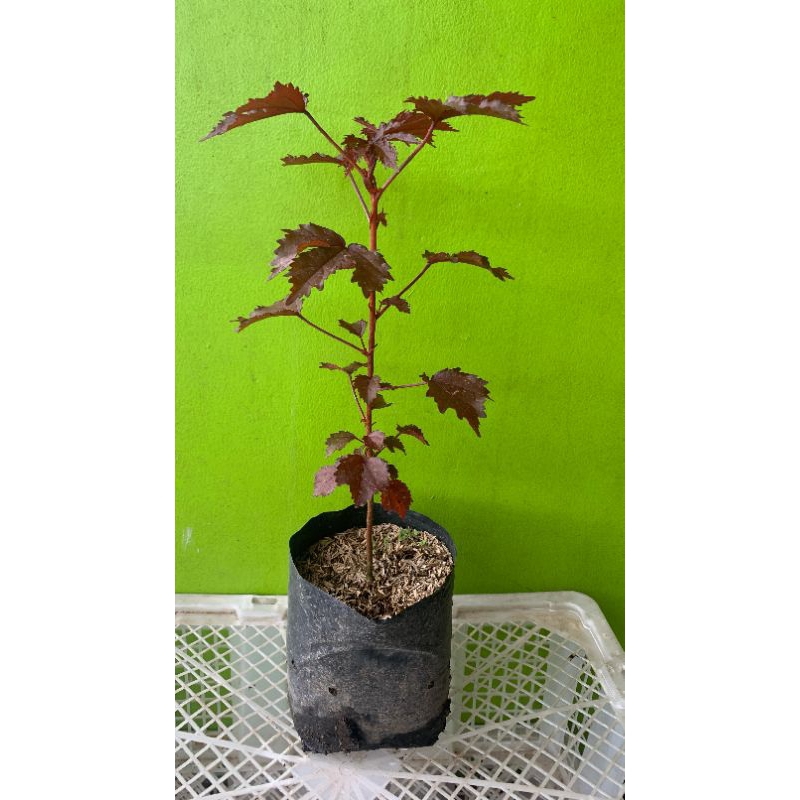 Tanaman Hibiscus panama / red panama acetosela