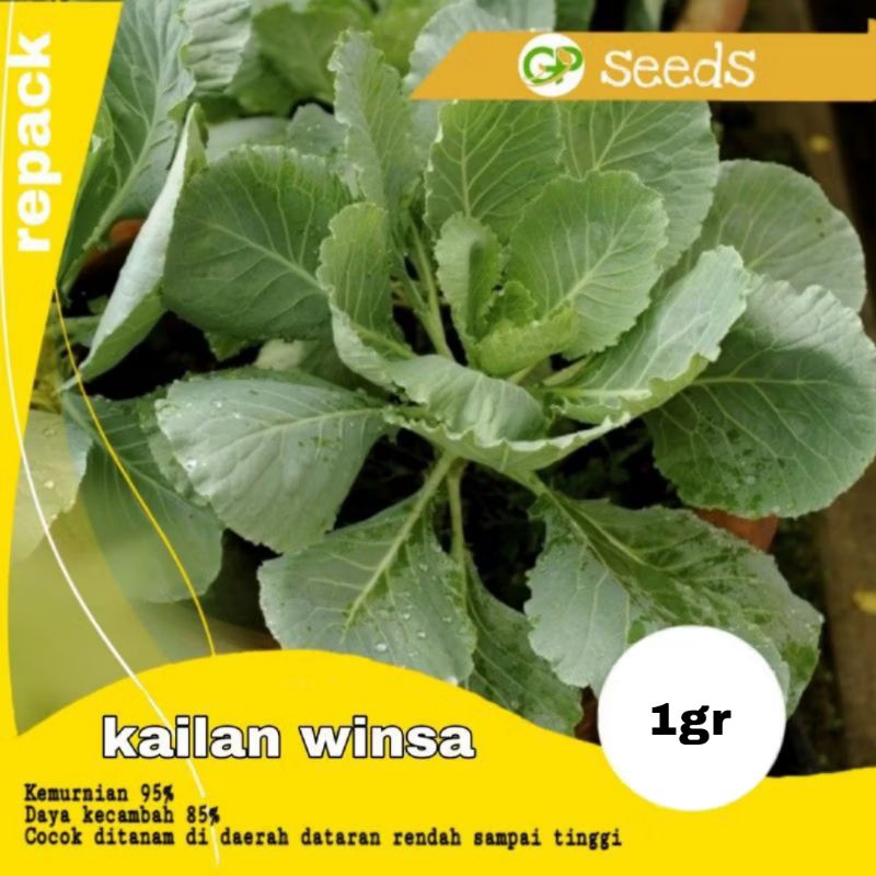 Benih kailan winsa | benih sayuran | bibit sayuran | benih tanaman