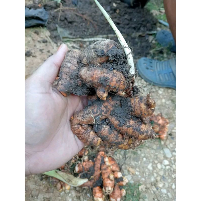 

kunyit 1 kg bumbu Dan obat herbal