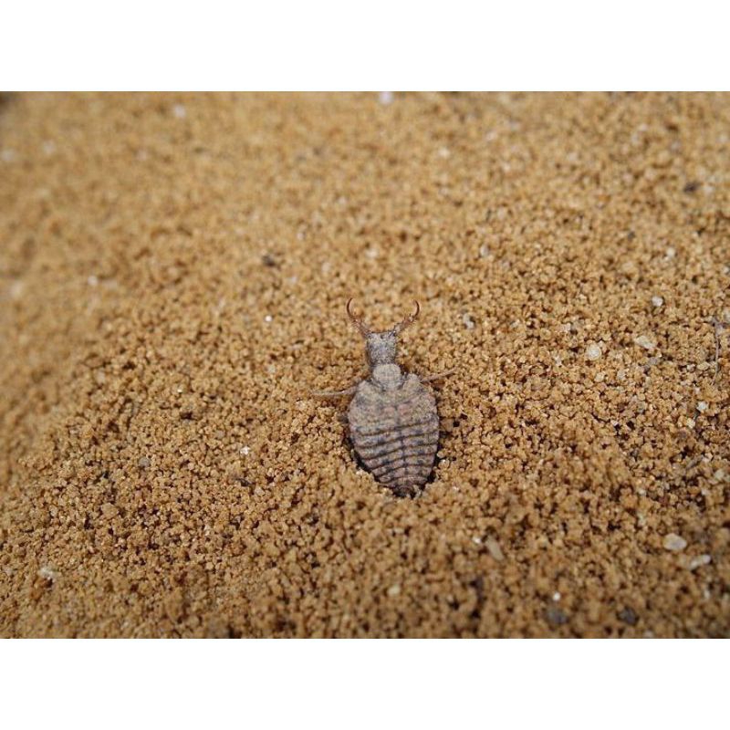 

undur undur/ tembukur