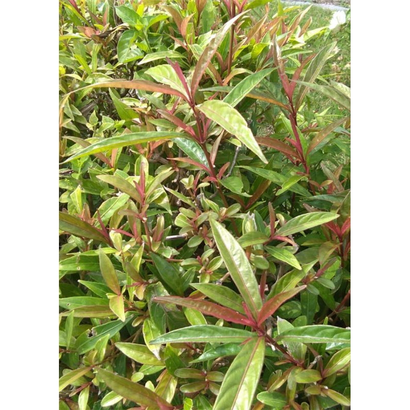 

Daun Gandarusa Ganda Rusa atau Daun Prasman Daun Genjik Segar