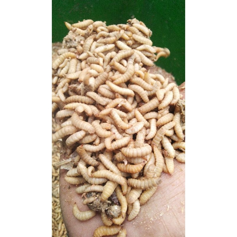 maggot hidup 1kg