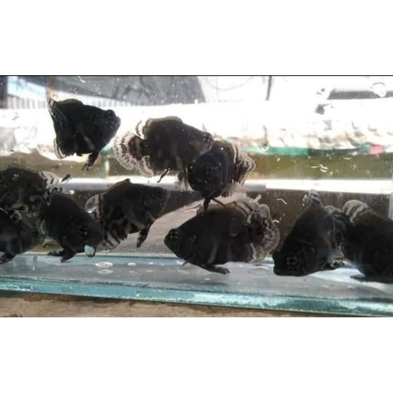 oscar short body coin min 5 ekor