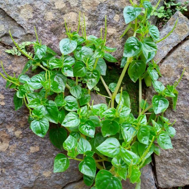 

Daun Sirih Cina Segar 500gr – Herbal Alami untuk Kesehatan & Kecantikan