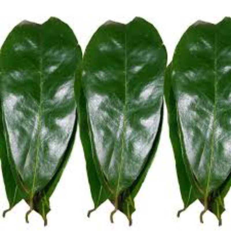 

harga promo 50 lembar daun sirsak segar
