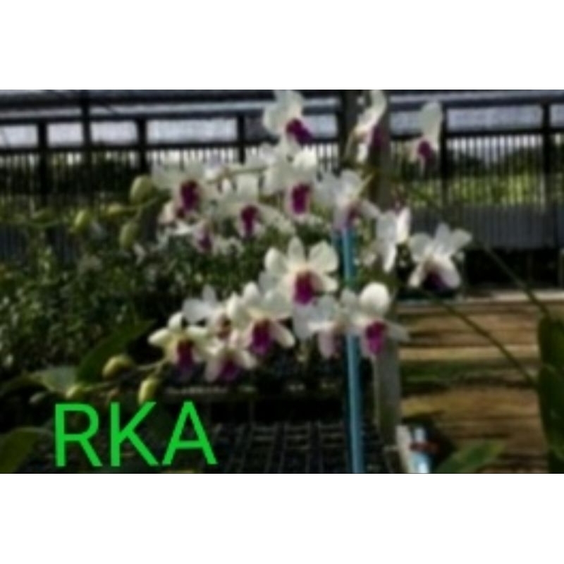 Anggrek dendrobium id RKA