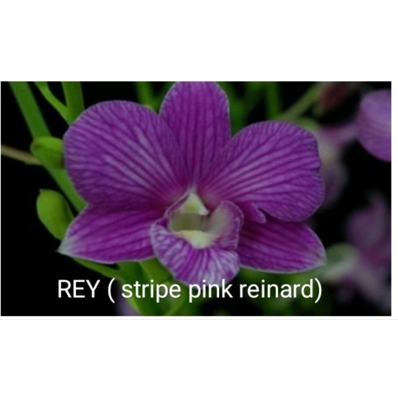 anggrek dendrobium id REY
