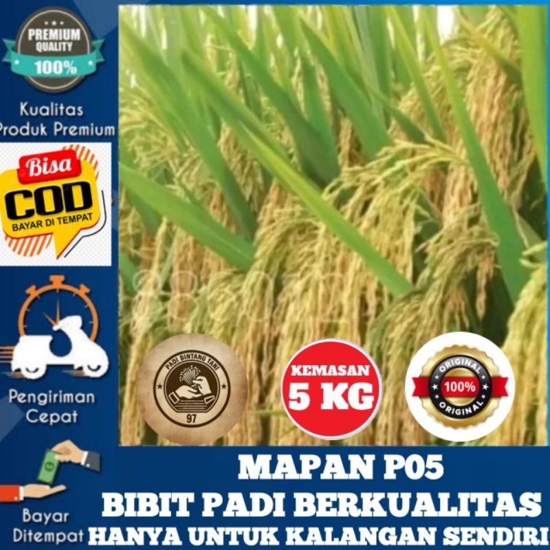BENIH BIBIT PADI UNGGUL MAPAN P05 SUPER ORIGINAL KEMASAN 5KG