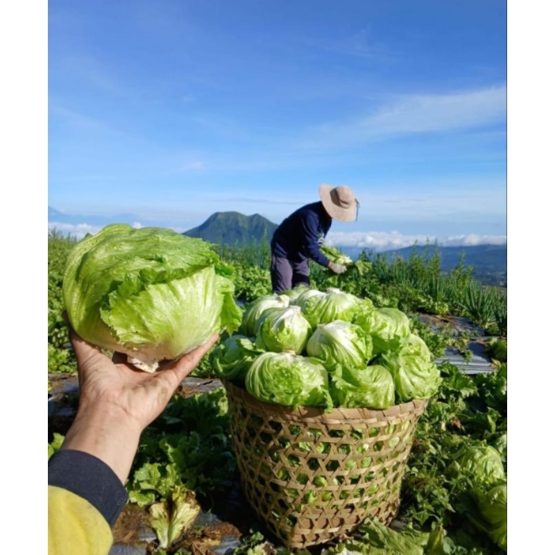 

Lettuce Iceberg Organik dan Segar (Harga Per Pcs)