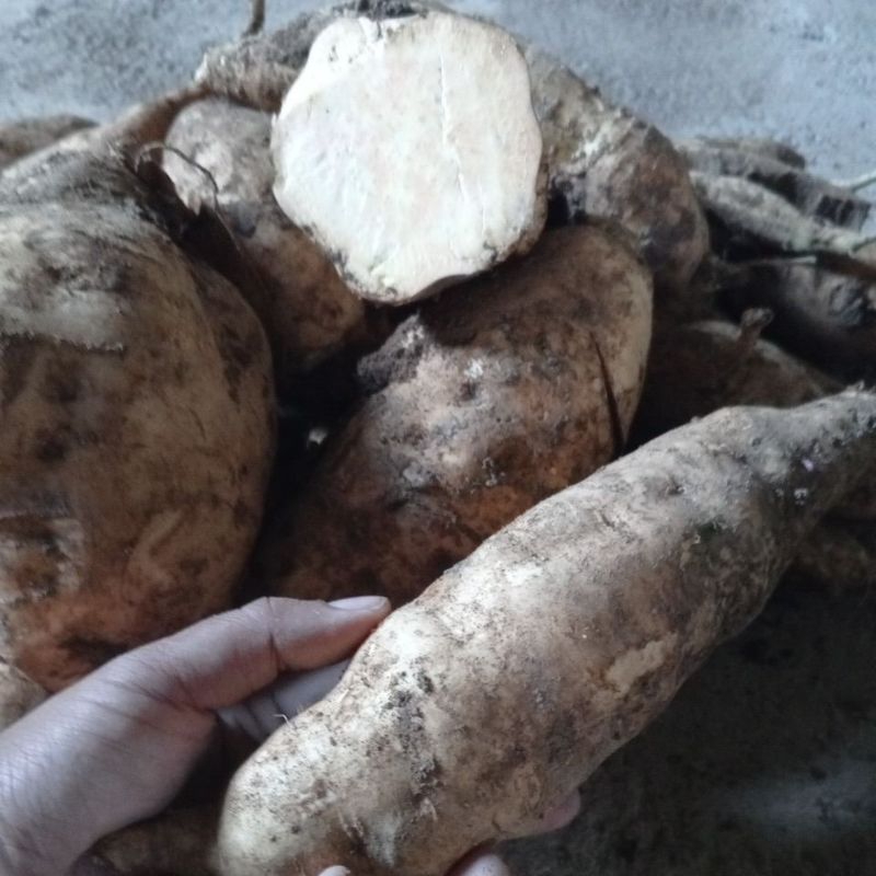 

ubi Cilembu manis 1kg