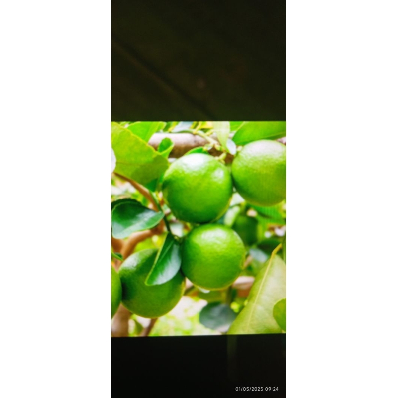 

jeruk nipis/ jeruk pecel 1kg, untuk bumbu dapur dan minuman segar dan kesehatan.