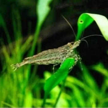 UDANG HIAS AMANO LOKAL PEMBASMI LUMUT ALGAE AQUASCAPE AQUARIUM [ISI 15 EKOR]