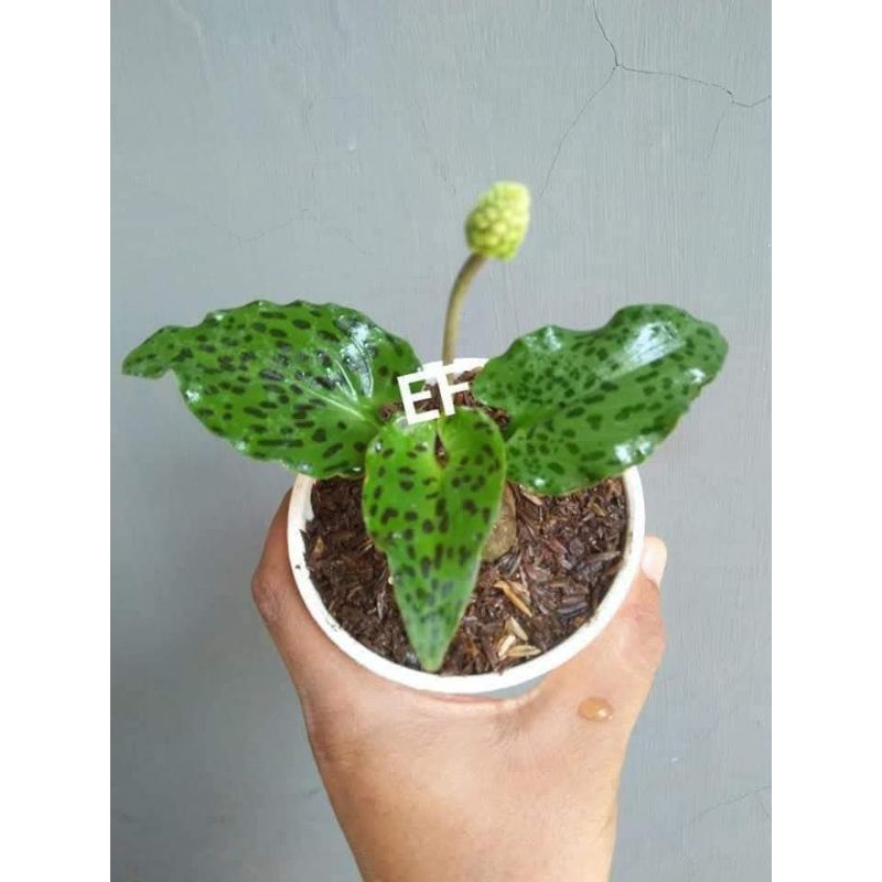 Tanaman hias bunga lidah katak