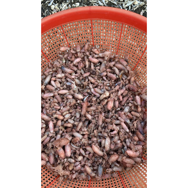

cumi asin pulau pasaran 1kg
