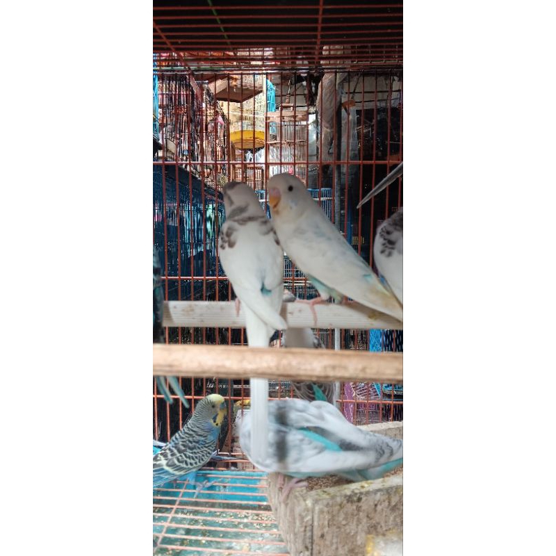BURUNG PARKIT WARNA CANTIK CANTIK