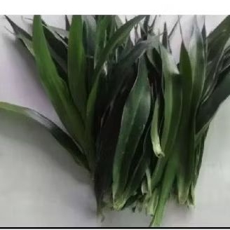 

DAUN SUJI SEGAR ORGANIK