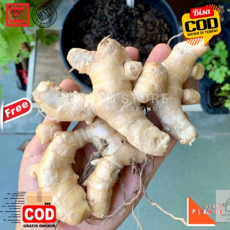 

UMBI TEMU PUTIH KUNYIT PUTIH HERBAL BERKHASIAT 500 GRAM