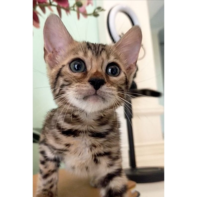 kucing Bengal betina