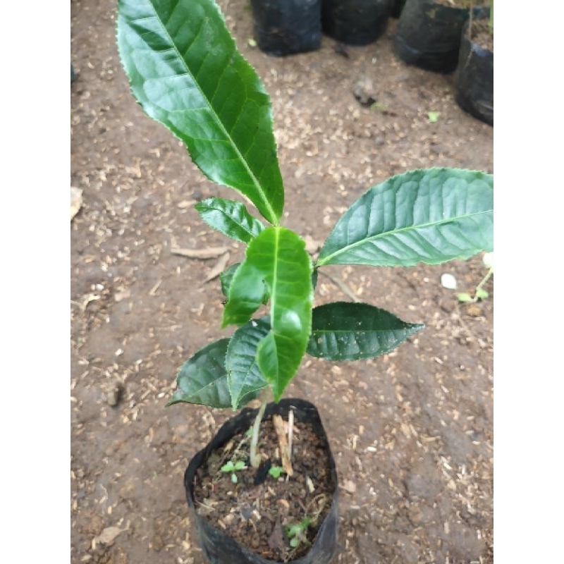 Bibit tanaman teh Hijau