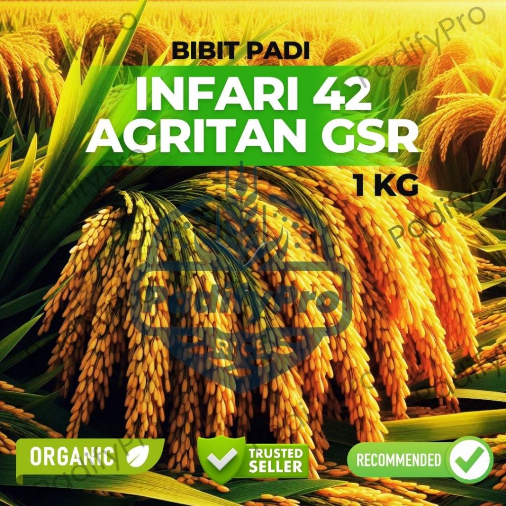 

Benih Padi INFARI 42 AGRITAN GSR 1Kg – Umur Genjah, Hasil Tinggi, Tahan Wereng & Hemat Air