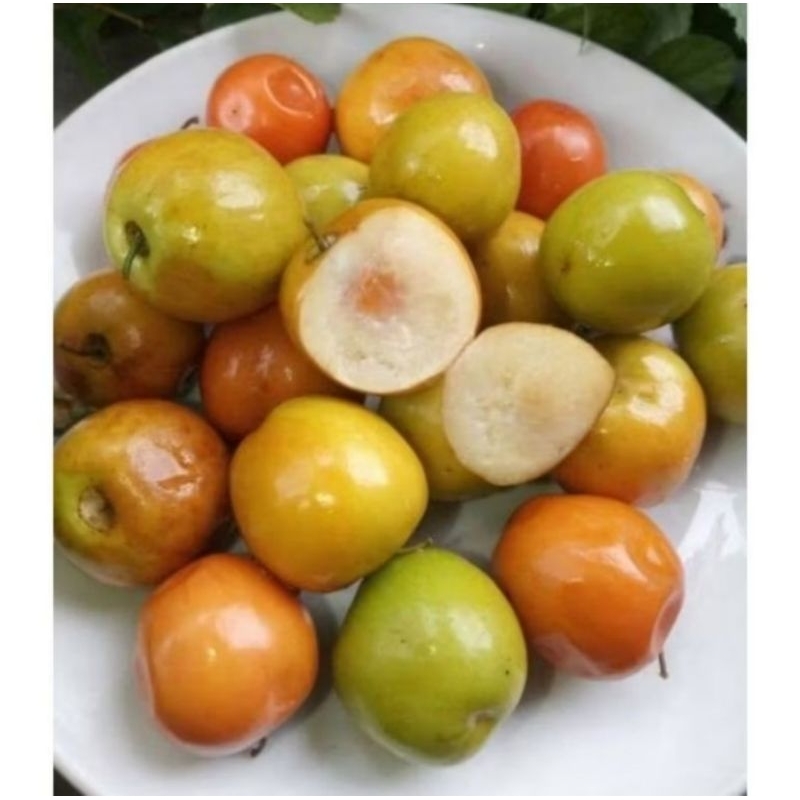 

Buah Bidara untuk penyembuhan manjur